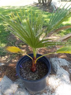 Palm Tree