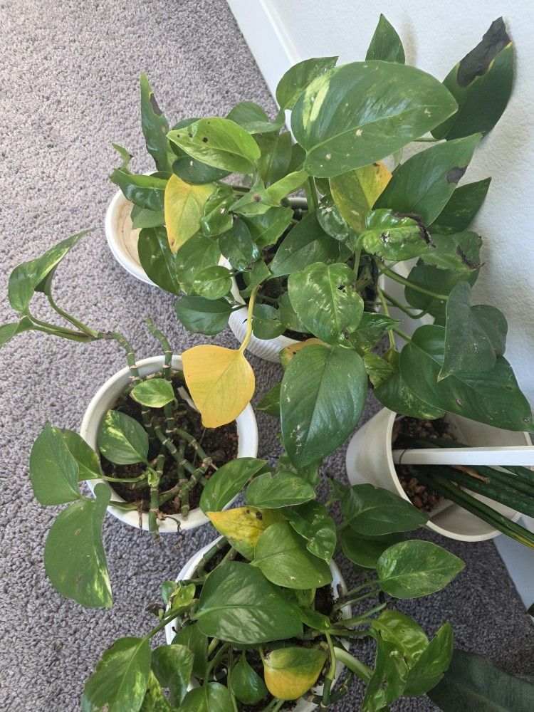 3 Pothos Plants In 6 Inch Pot No White Pot Included