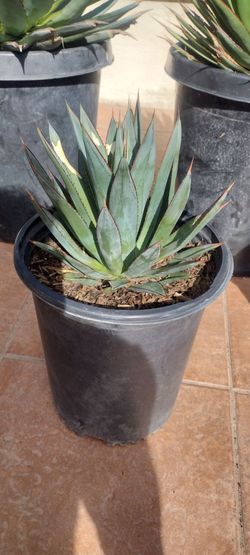 Blue Glow Agaves