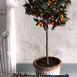 Meiwa Kuamquat  Grafted Trees  7gal