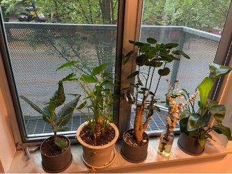 Plants