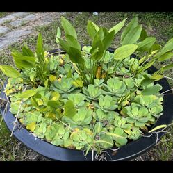 Aquarium / Pond Plants 