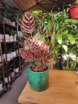 Indoor Plants $30 Each One