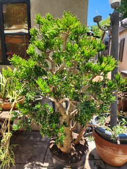 Very Large and Very Heavy Finger Jade Plant 