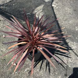 Cordyline
