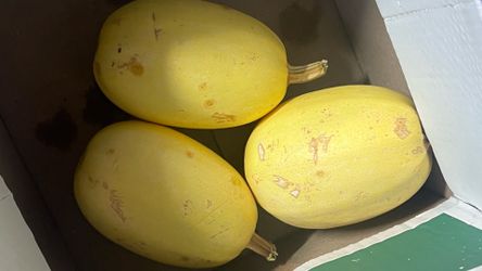 FREE FREE FREE Spaghetti Squash. Pick up @ Mill Basin Brooklyn
