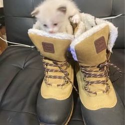 Very Rare Snowshoes 
