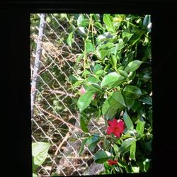  Indoor And Outdoor Cactus And Suclents All Available