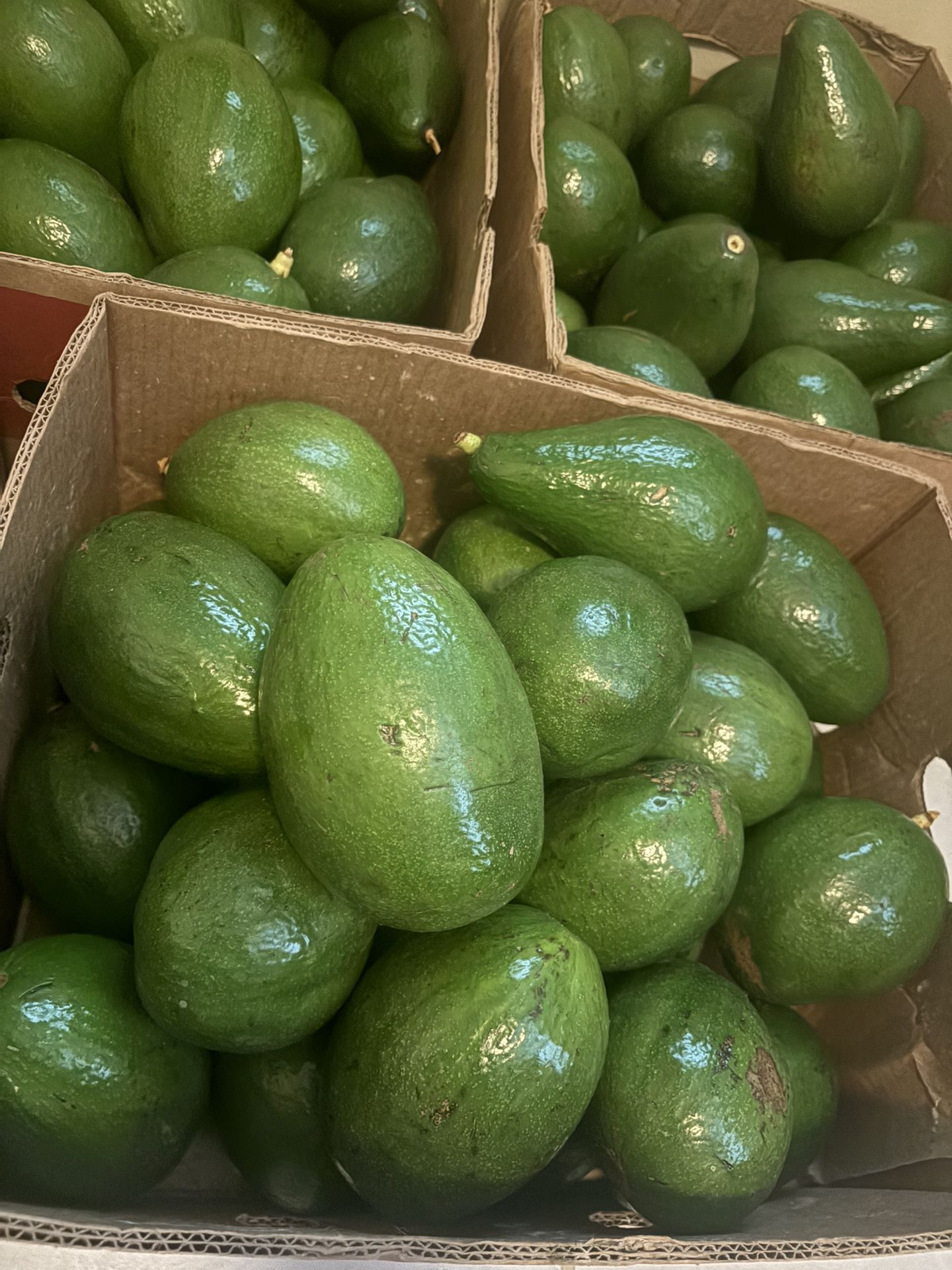 Avocados From Homestead FL