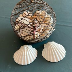 Several Seashells