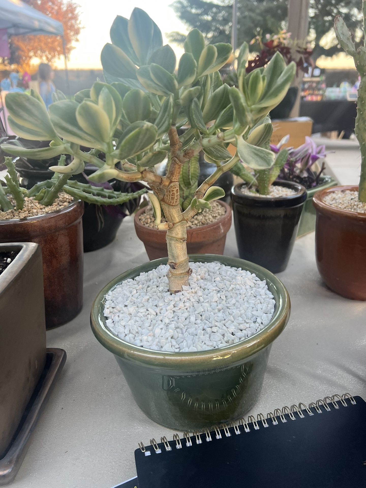 Variegated Jade Tree In Green Ceramic Pot 