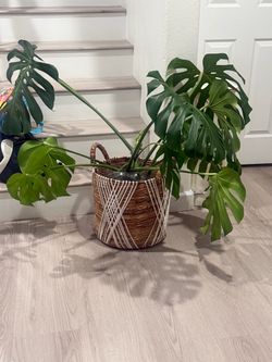 Monstera