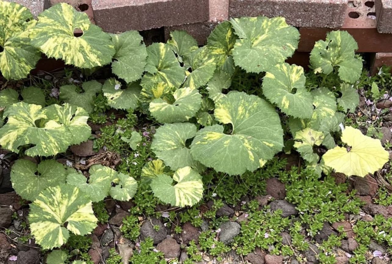 $5 Variegated Japanese Perennial Plant Sale Today Only