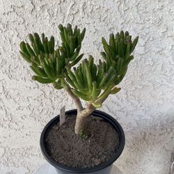 1.5 Gallon Pot Succulent Plant - Crassula Ovata  Druce - Gollum Jade - Rooted & Established - Drought Resistant 🪴 