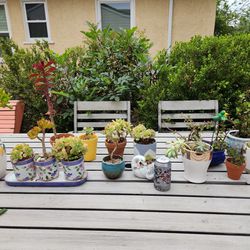 15 small planter pots with succulent plants