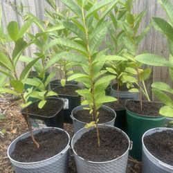 Pink Guava Plants. 12 Remaining. 
