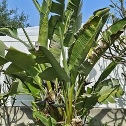 Giant Bird Of Paradise Plants