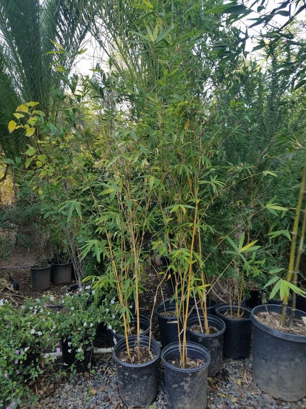 BAMBOO VARIETIES APPROXIMATELY 46 FEET TALL CLUMPING