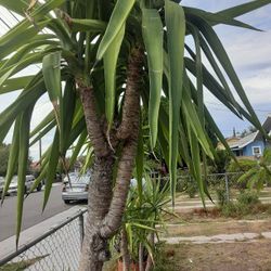 Three-headed Yucca Tree Plant