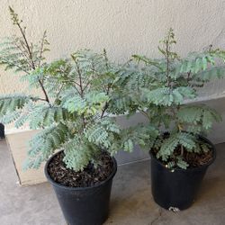 Mexican Bird of Paradise Only Have 2 In 5G $35 Each Price Firm