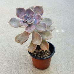 Succulents plants 🪴 