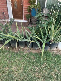 Selling Individually Only Plants