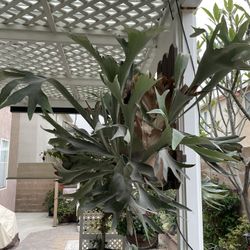 Staghorn Fern (Large)
