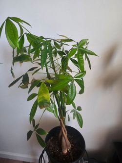 Money Tree In Pot