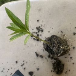 Milkweeds —  Balloon milkweed & tropical milkweeds. (4 fresh dug plants )