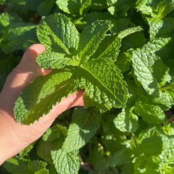 Mint plant CUTTING or can sell bare root