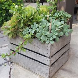 Potted Succulents 