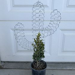 Wire And Plant Cactus 🌵 Yard Decoration 