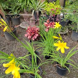 plants Sale 5-10-20each