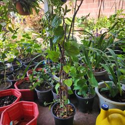 Japanese Red Malabar Vegetable Plant Tree