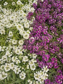 Flats of color, Petunia, Elysium, Marigold
