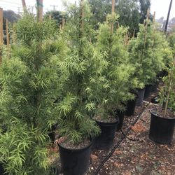 15g Podocarpus