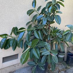   Giant Live Ficus elastica Tineke Rubber Plant