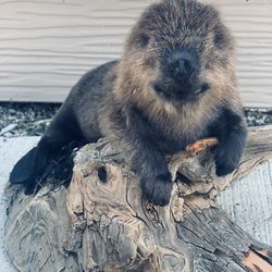 Real Baby Beaver Taxidermy Mount