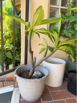 Plumerias