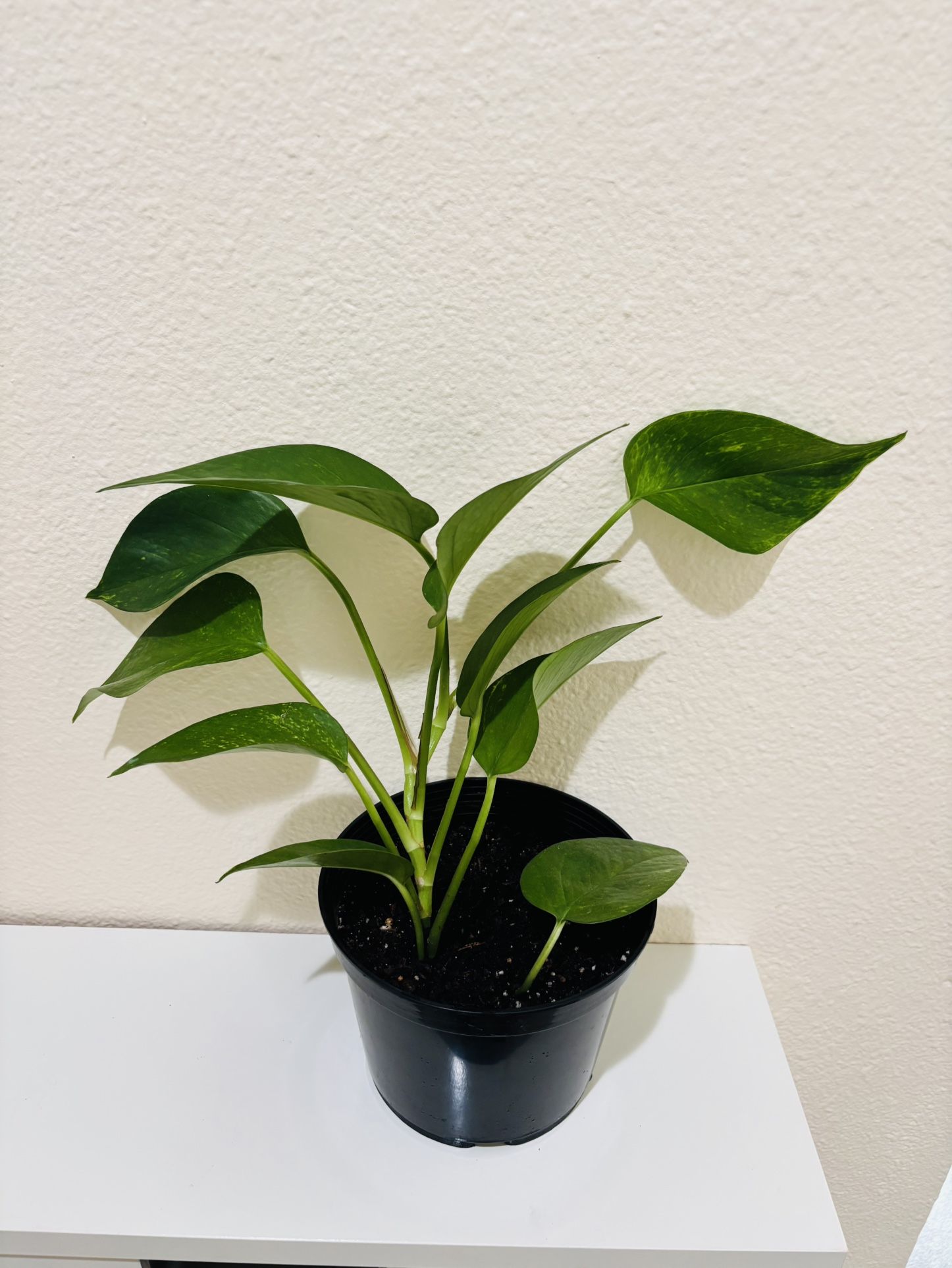 Pothos Plants 6 inch Pot