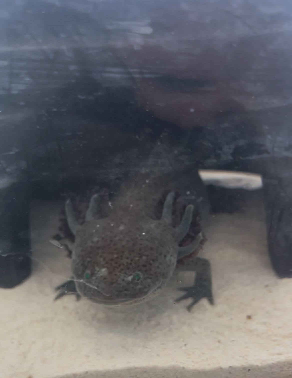 Axolotl 2yrs Old