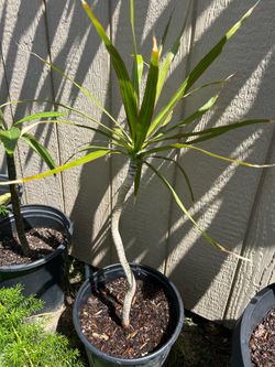 Dracaena plant