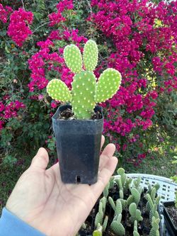 Micky ears cactus  (Opuntia microdasys)