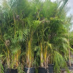 Beautiful Arecas Palms For Inmediate Privacy!!!  About 8 Feet Tall Measurements Over The Pot! Fertilized 