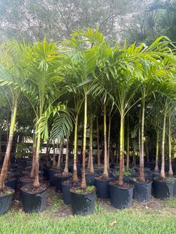 Christmas Palms Sale  (8ft)