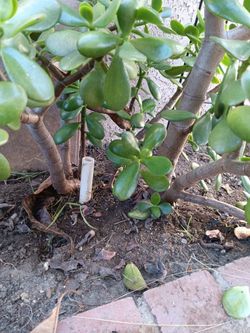 Jade plant