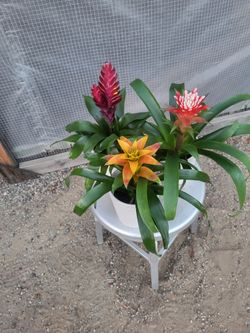 Bromeliad Plant 5" Nursery Pot $3 each