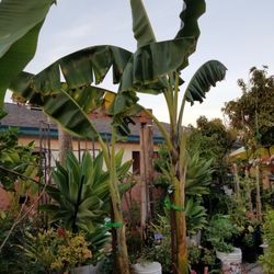 Organic Banana Trees From South America In 5 Gallon Containers From 3 Feet To 10 Feet $20 To $65. Fruits Shown Only For Idea How Fruits Look Like.