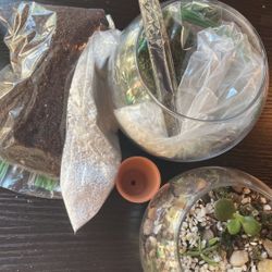 Live Plant Terrarium DIY Kit