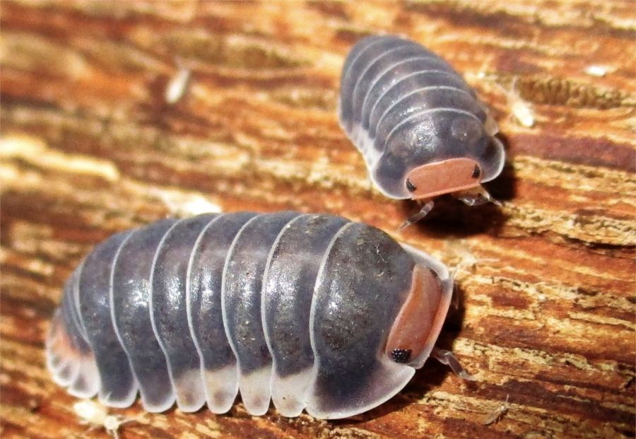 Pink face Rubber Ducky Isopods “iriomotensis mikayo” (toys)